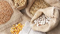 Why poor storage and handling are to blame for Uganda's poor quality seed
