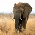Technology is useful, but drones alone won't save Africa's elephants