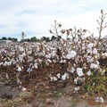 UNIDO launches Better Cotton Initiative (BCI) pilot project in Egypt