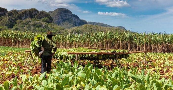 Stellenbosch University's agriculture initiative to aid Malawi farming community