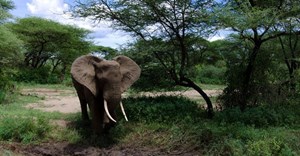 New survey raises concerns about elephant poaching in Botswana