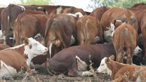 Zambia: FMD outbreak in southern province