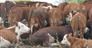 Zambia: FMD outbreak in southern province