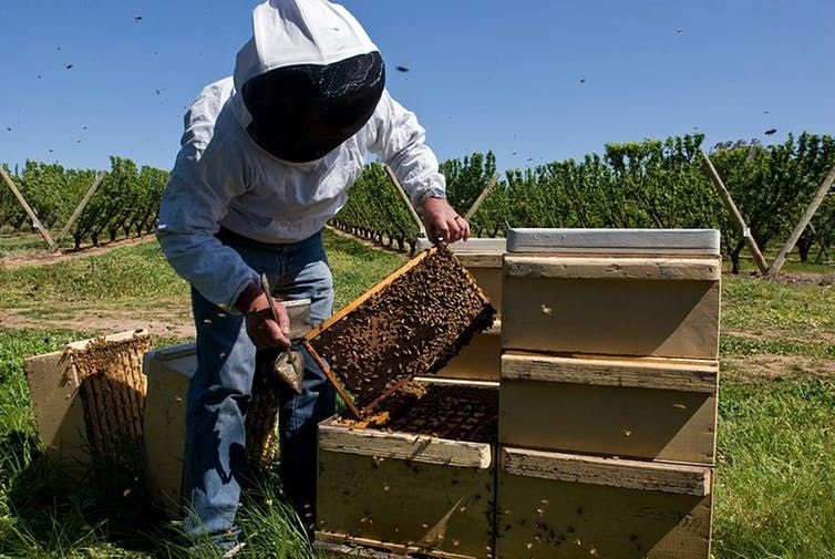 In Australia, many farmers rely on large populations of feral European honeybees to polinate crops. These services, long undervalued, are now under threat. Here, Dr. Denis Anderson of CSIRO Entomology examines a cherry farm near Young, New South Wales (2007). ,
