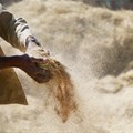 Ethiopia needs to improve production of its &quot;golden crop&quot; Teff. Here's how