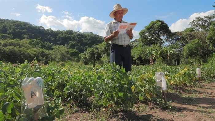 The tricot methodology is easy to use for farmers, even with low literacy or illiteracy.<p>©Bioversity International.