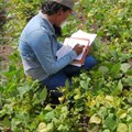 Citizen science helps farmers adapt to climate change
