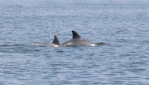 Dolphins in the unaffected part of the Knysna estuary. Image taken by SANParks ecologist Jessica Hayes