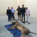 Karoo lion finally on his way back to park after almost month-long escape