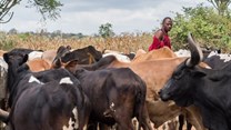 Tanzanian farmers don't vaccinate against foot and mouth disease. Here's why