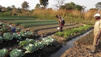 Irrigating Africa: Can small-scale farmers lead the way?