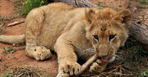South Africa kicks the can down the road on captive predator breeding