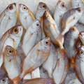 How MSC's ecolabelling is tackling seafood fraud