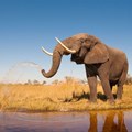 Safari tourism may make elephants more aggressive - but it's still the best tool for conservation