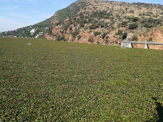 CCBSA commits R25m to invasive water hyacinth removal