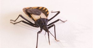 Kissing bug: spreader of Chagas disease. schlyx/Shutterstock