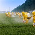 Cape Town farmers plead with SA government to ban glyphosate