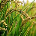 Cutting nitrogen fertiliser amounts raise rice yields