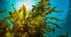 Feeding farm animals seaweed could help fight antibiotic resistance and climate change