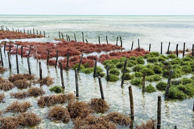 Rows of seaweed growing on a farm in Jambiani, Zanzibar island, Tanzania.