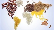 Global grains market developments, and the implications for SA