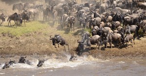 The Great Migration river crossing. Image source: