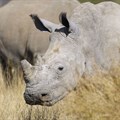 2019 Rhino Conservation Awards open for nominations