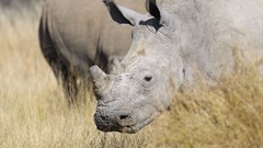 2019 Rhino Conservation Awards open for nominations
