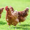 Research shows SA remains efficient in global chicken production
