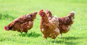 Research shows SA remains efficient in global chicken production