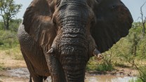 Judge intervenes to halt shooting of Riff Raff the elephant
