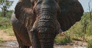 Judge intervenes to halt shooting of Riff Raff the elephant