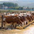 Support of SA cattle farmers is the key to a thriving beef economy