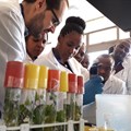 350 African researchers to benefit from training in how to tackle crop disease