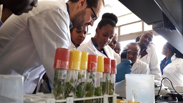 350 African researchers to benefit from training in how to tackle crop disease