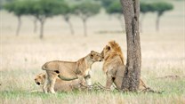 Ecotourism operators in Africa join forces to effect conservation change