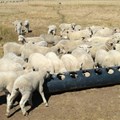Creep feeding gives sheep farmers the edge