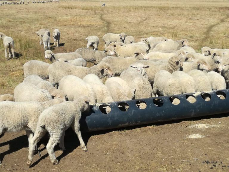 Creep Feeding Gives Sheep Farmers The Edge