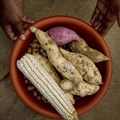 Commercialisation of small scale farmers is critical to Africa's transformation to a global breadbasket