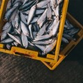 SA makes its mark in fisheries economy