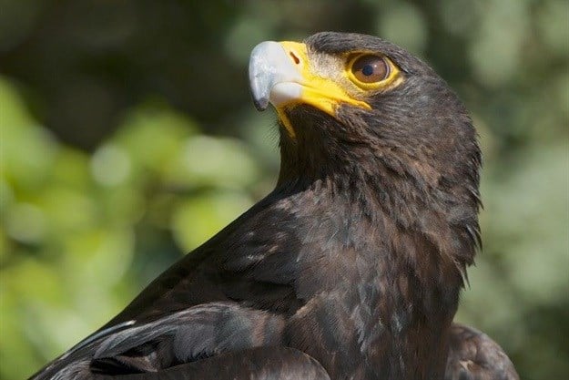 Verreaux’s Eagle, also known as the Black Eagle, is at the centre of a dispute over a wind farm that the Watson family wants to build near Uitenhage. Photo: Arturo de Frias Marques via  (CC BY-SA 4.0)