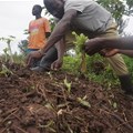 AFT Fund to launch 17 new projects in support of agribusiness in Africa