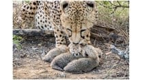 Kuzuko Lodge welcomes 3 newborn cubs