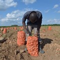 What young Zambians have to say about making farming more attractive