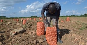 What young Zambians have to say about making farming more attractive