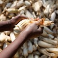 Africa Food Security 11 via