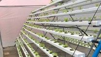 Why rooftop farms may be the next big thing