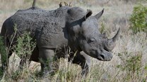 Vodacom, Celcom join fight against rhino poaching, arming rangers with tech