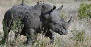 Vodacom, Celcom join fight against rhino poaching, arming rangers with tech