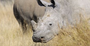 High-profile poaching arrest made in Kruger National Park